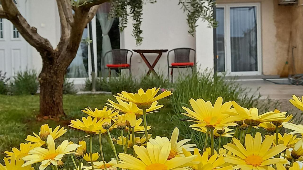 Leona Vidikovac, Apartman Pula